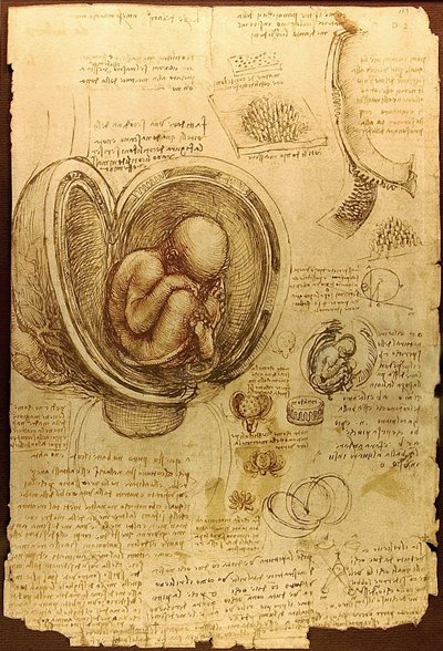 Studies of Embryos by Leonardo da Vinci